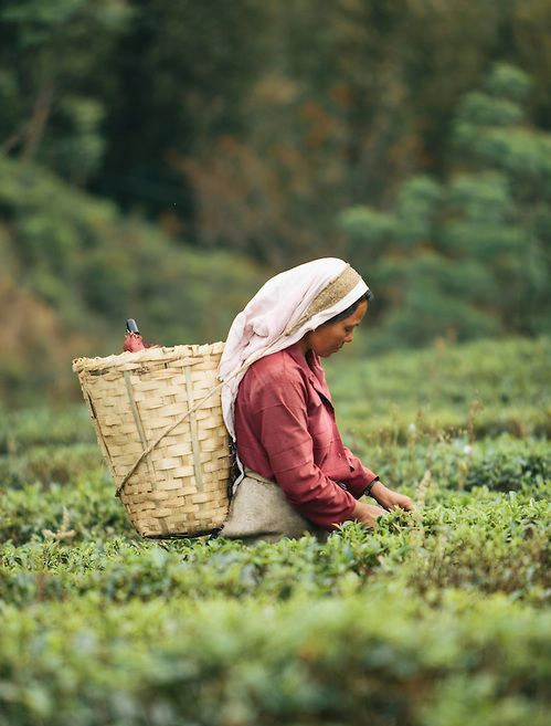 Tea & Plant-Based Living
